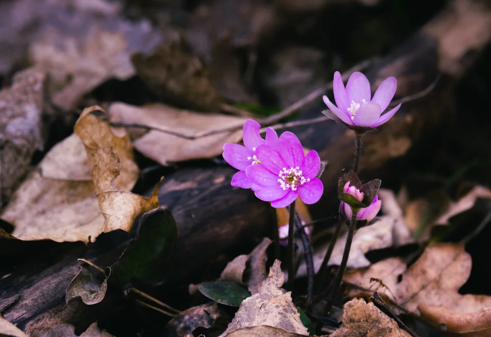 Bank, Hamed: purple flower
