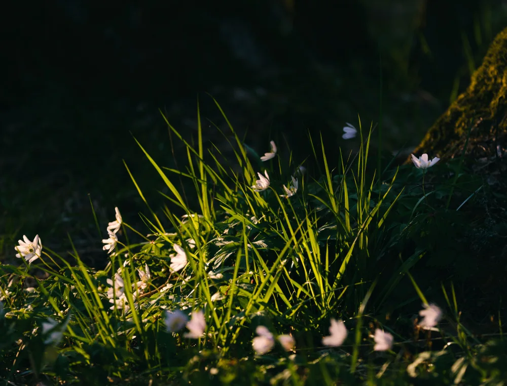 Bank, Hamed: Spring flower