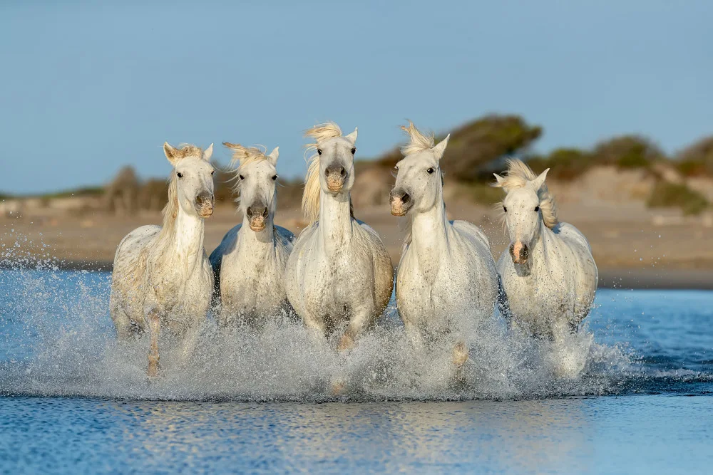 Raga, Gil Joan: Camargue Horses