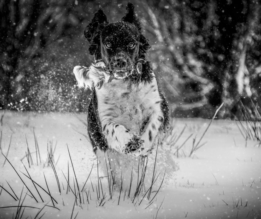 Kershaw, Lee: Dog in the Snow