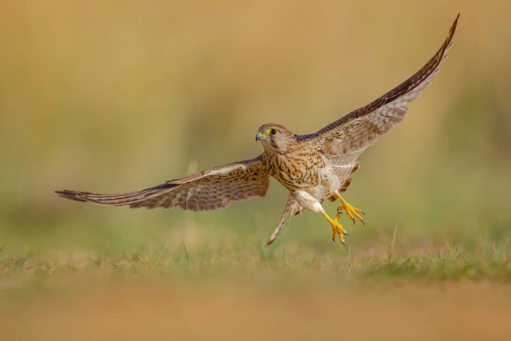Manusevich, David: Common kestrel