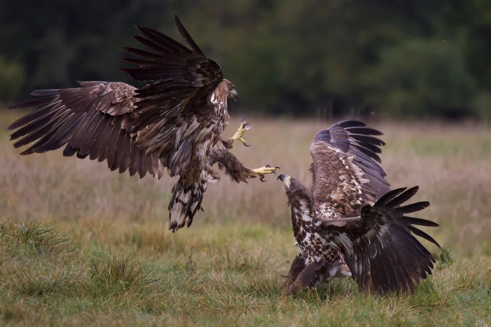 Manusevich, David: Eagle fights
