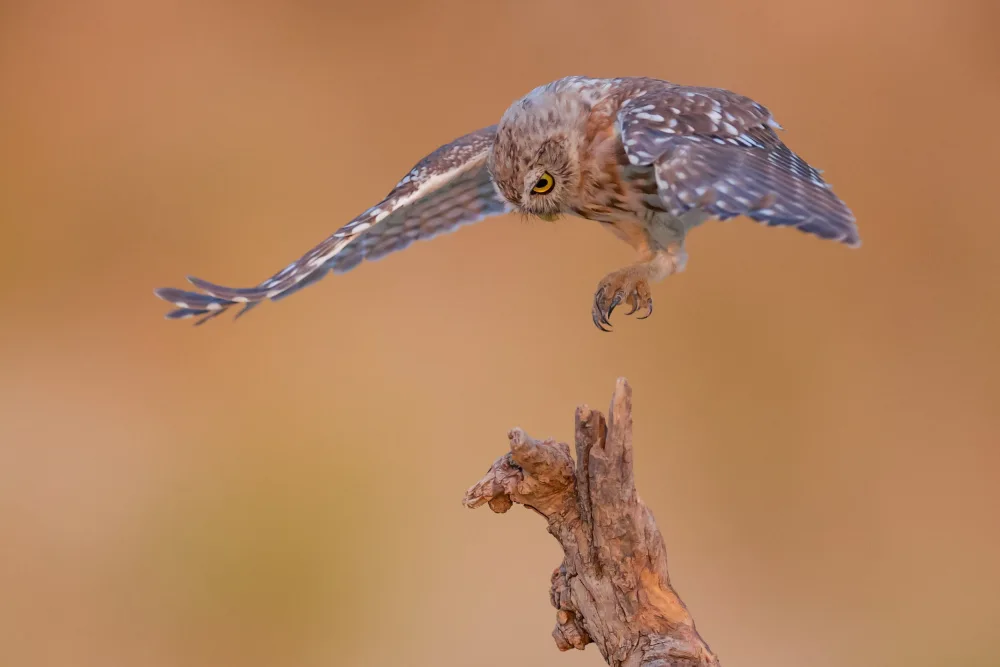 Manusevich, David: Little owl