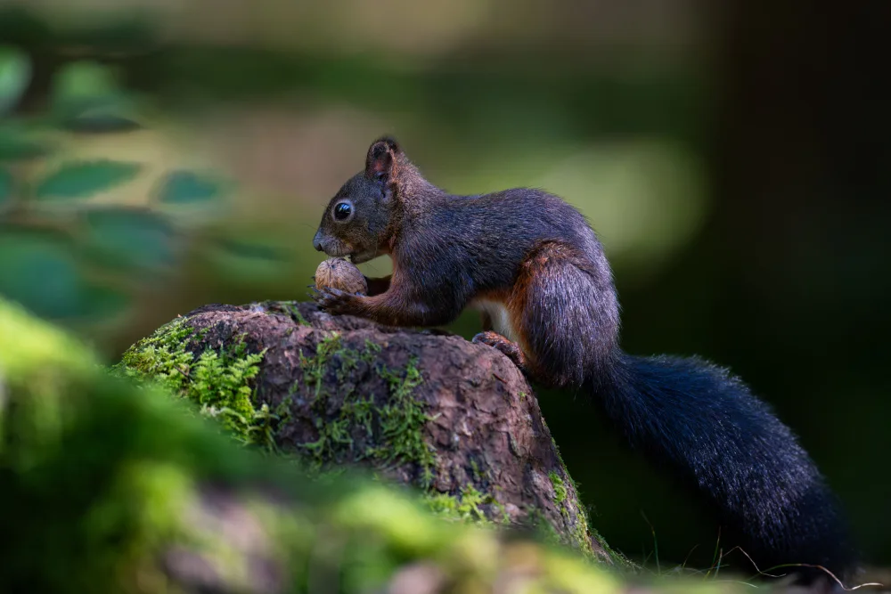 Alicke, Bjoern: Squirrel with nut