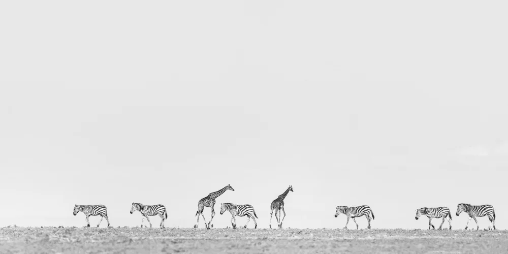 Lu, Jennifer: Untitled