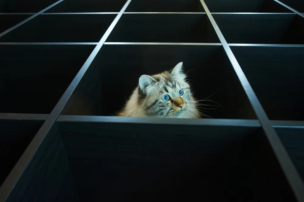 Baekelandt, Luc: Freddy