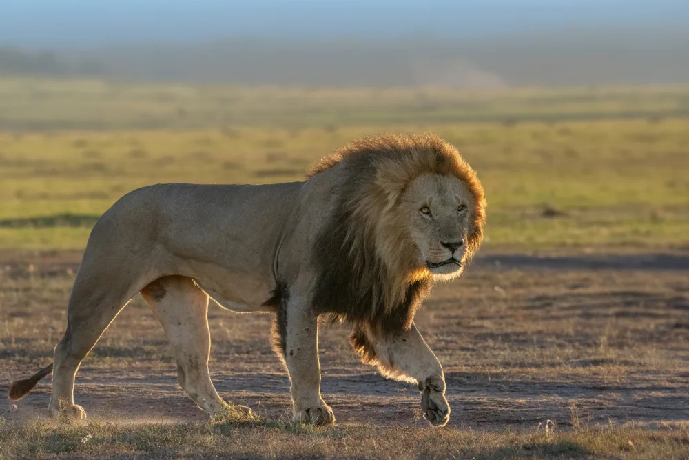 Lu, Jennifer: King of Mara