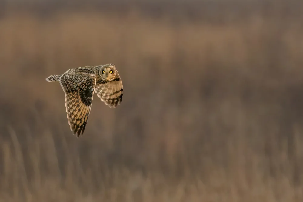 Xu, Jian: Short eared owl