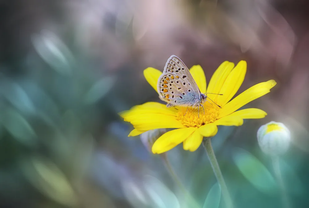 Fabiano, Antonio: Little butterfly