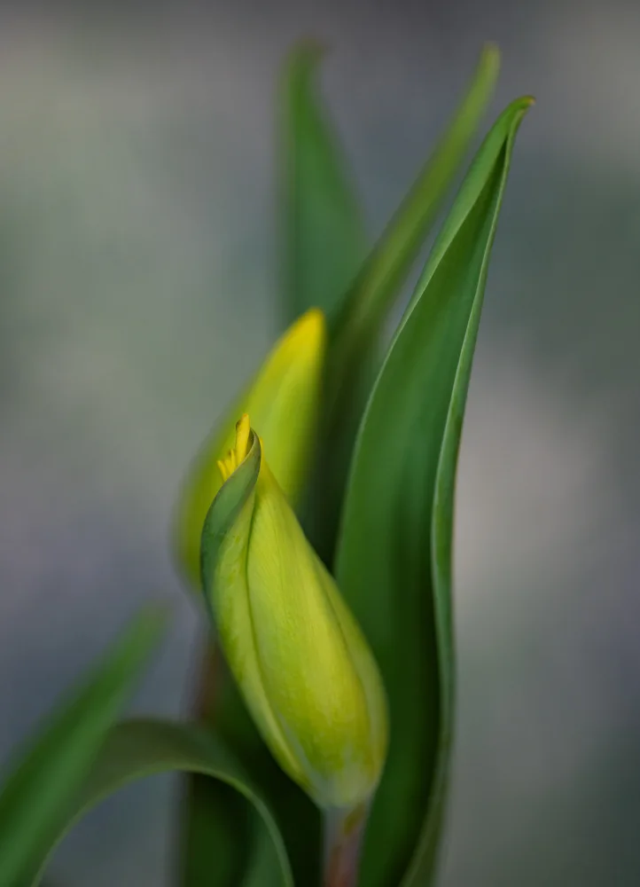 Velzen, van Monique: Danse des tulipes