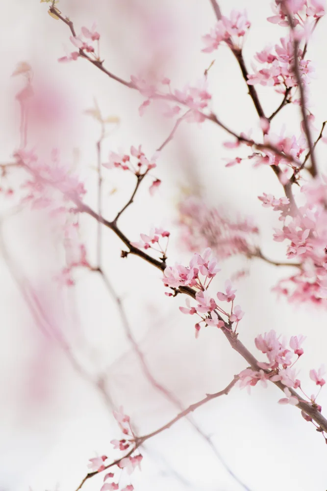 Collins, Lynn Crystal: Cherry Blossom No.1