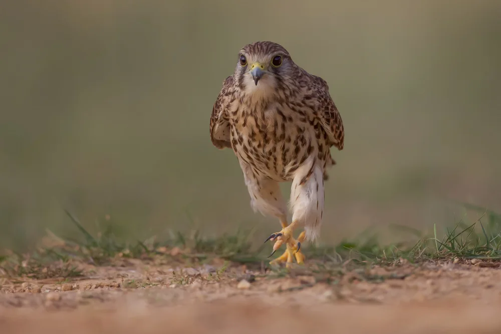 Manusevich, David: Common kestrel