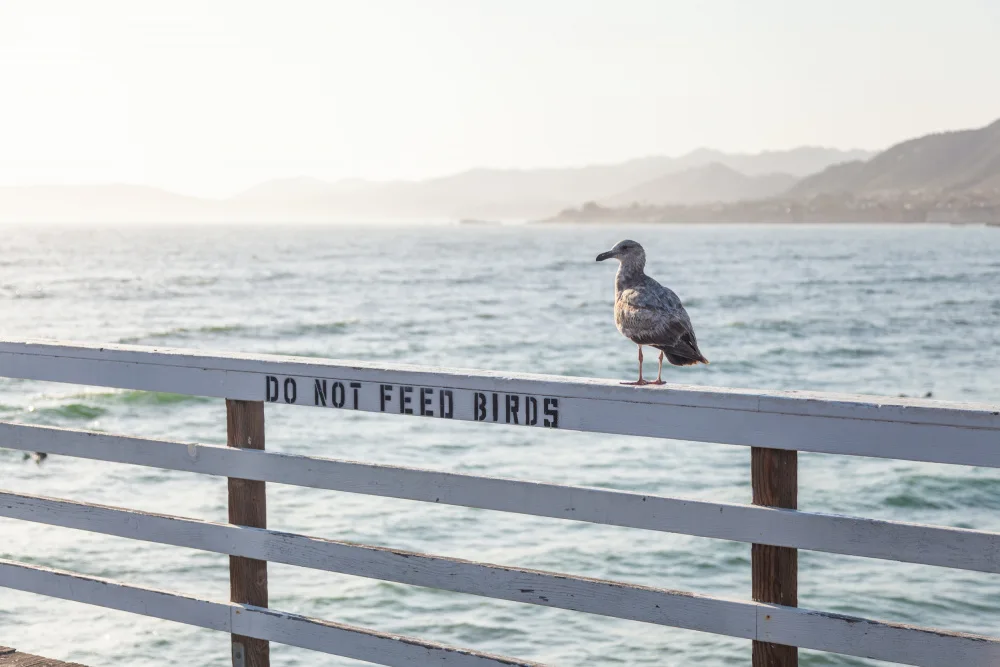 Böhmer, Mareike: Do not feed birds