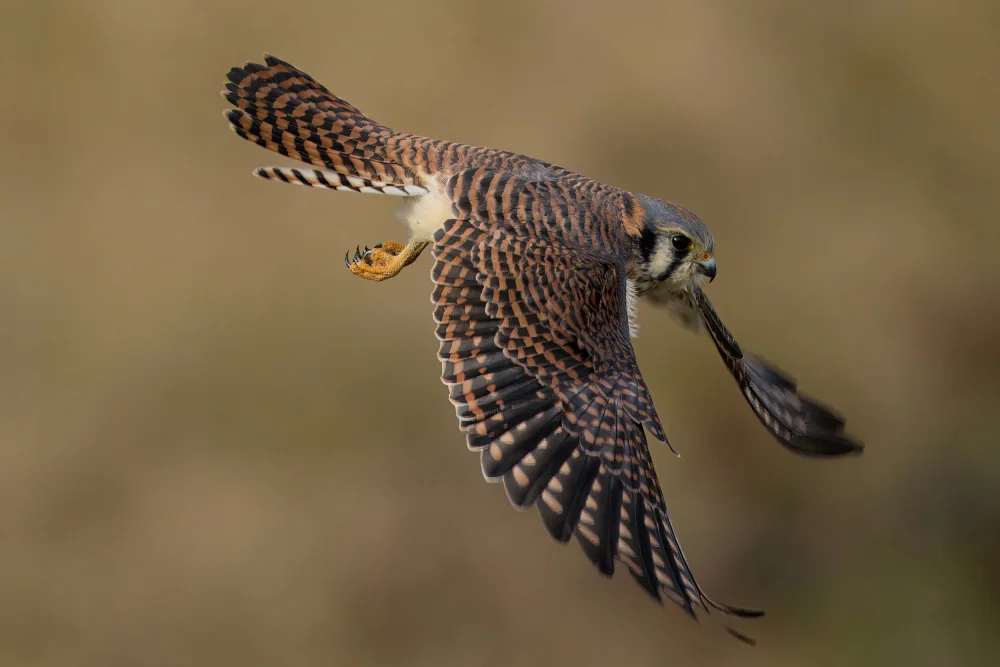 Lam, Gavin: American Kestrel