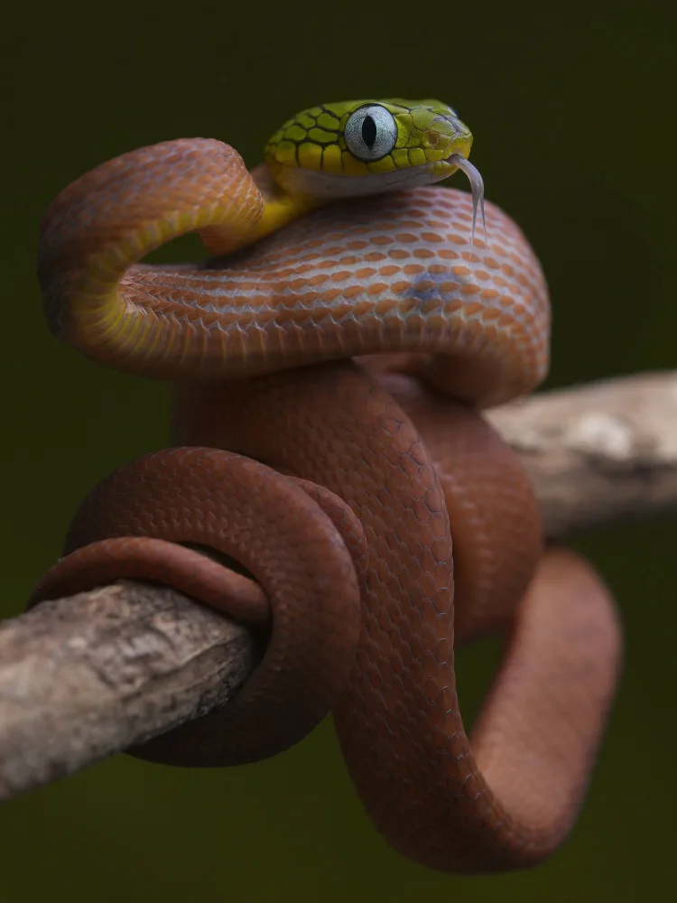Tan, Dao Phat: Boiga cyanea baby