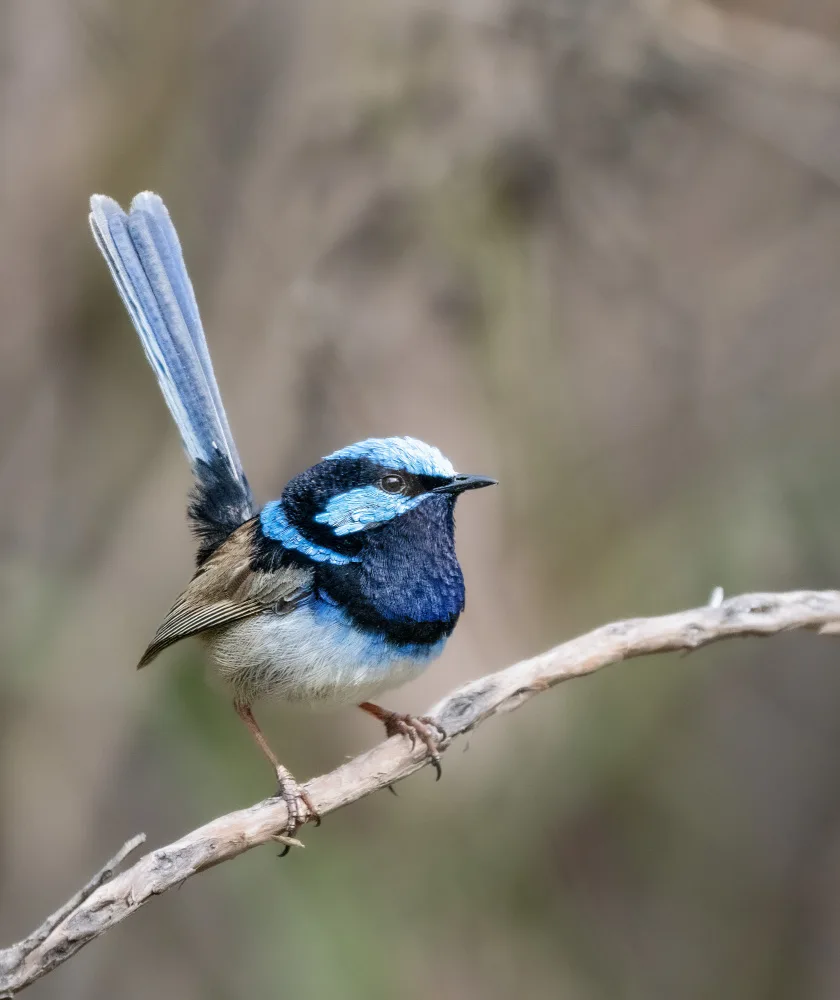 Parsons, Thomas: Superb Fairywren