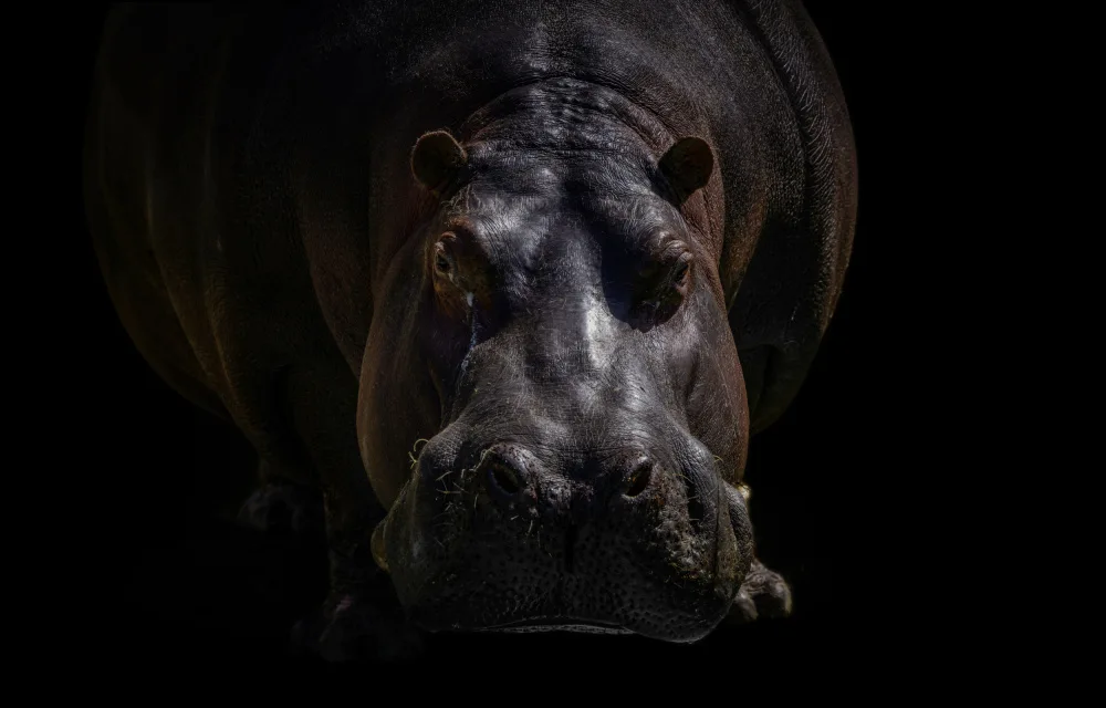 Jealousy: hippo