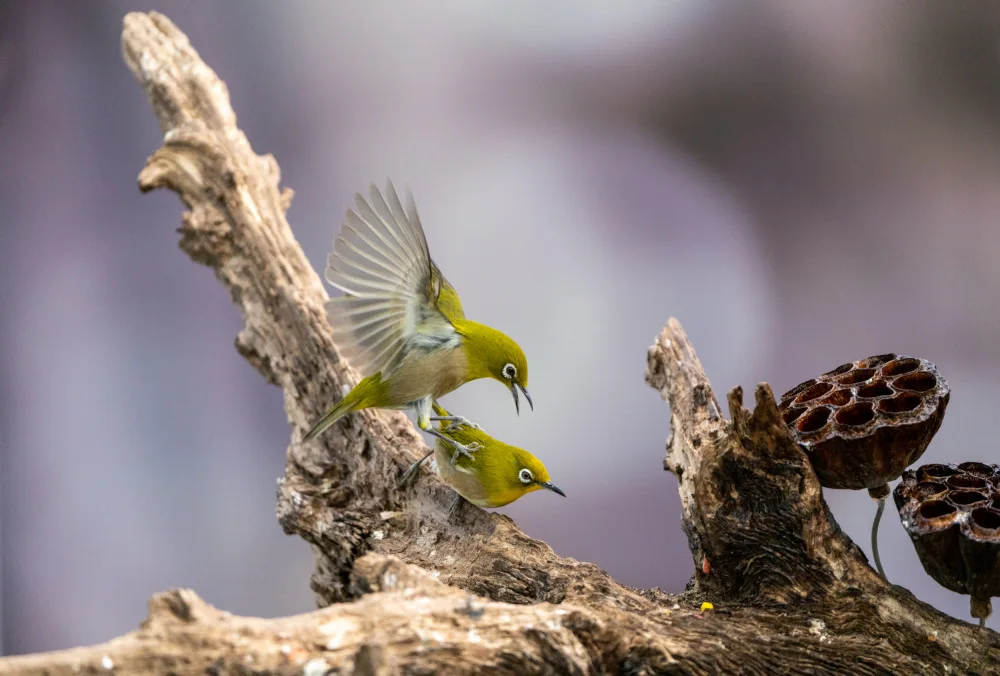 KIM, CHEOL MIN: Bird
