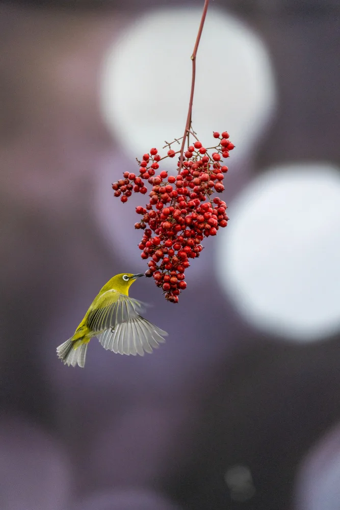 KIM, CHEOL MIN: Bird