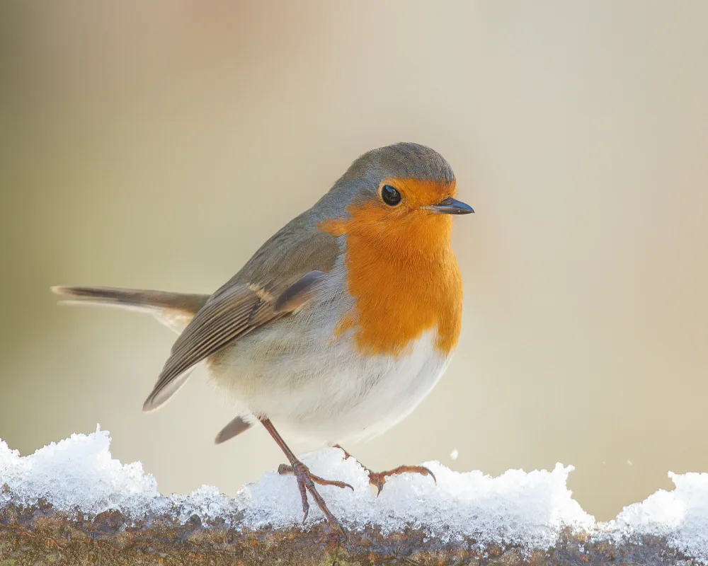 Keizer, Annie: Robin in winter.