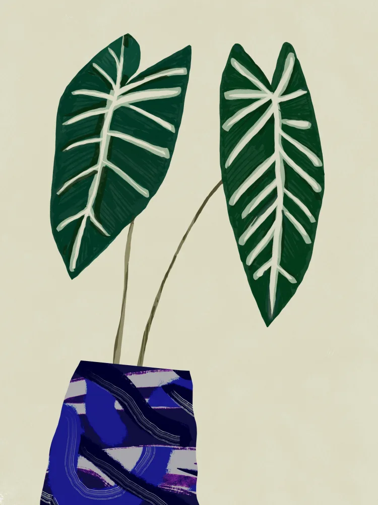Dean, Little: Plante d'intérieur Bégonia