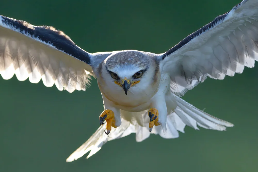 Lam, Gavin: Black-winged Kite