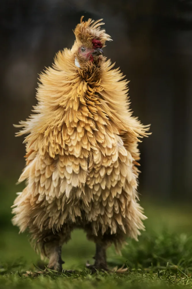 Bosch, den Gert: Friends call me Fluffy