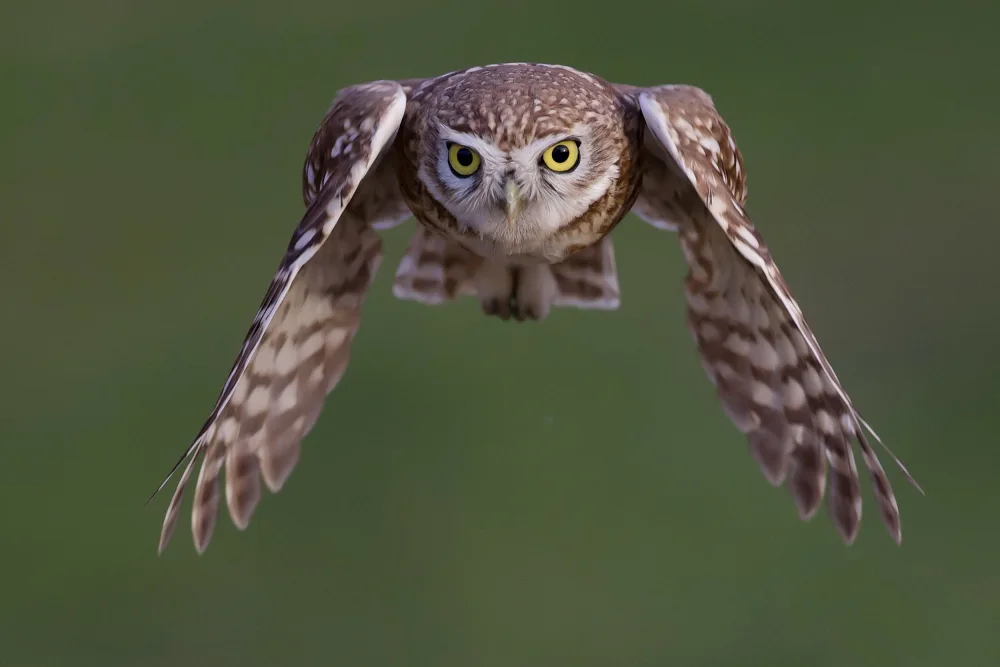 Manusevich, David: Little owl