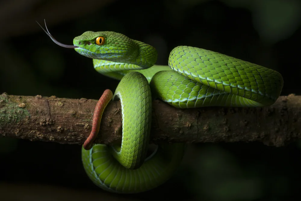 Tan, Dao Phat: Viper snake