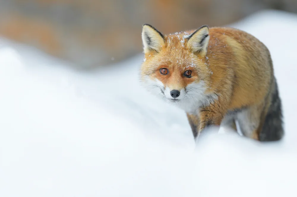 Rossini, Alessandro: Eyes of the huntress