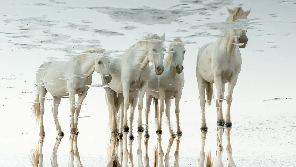 Raga, Gil Joan: Horses reflection