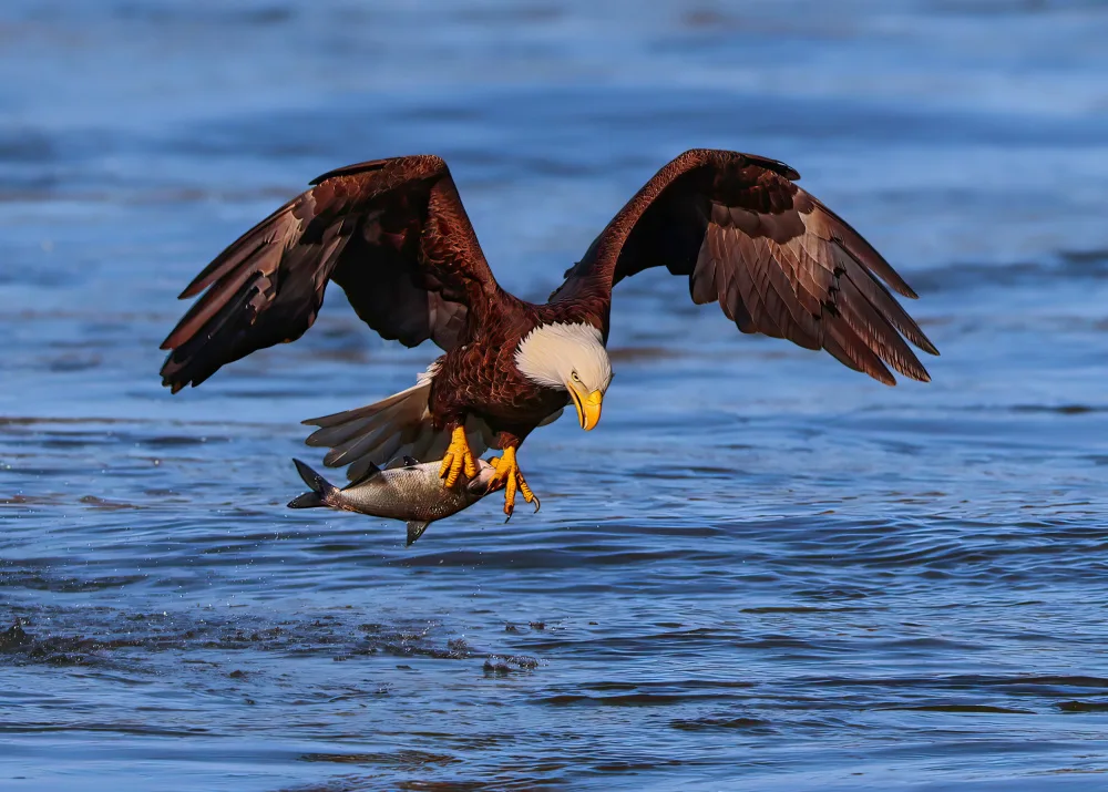 Gu, Zeren: The Eagle with the Prey