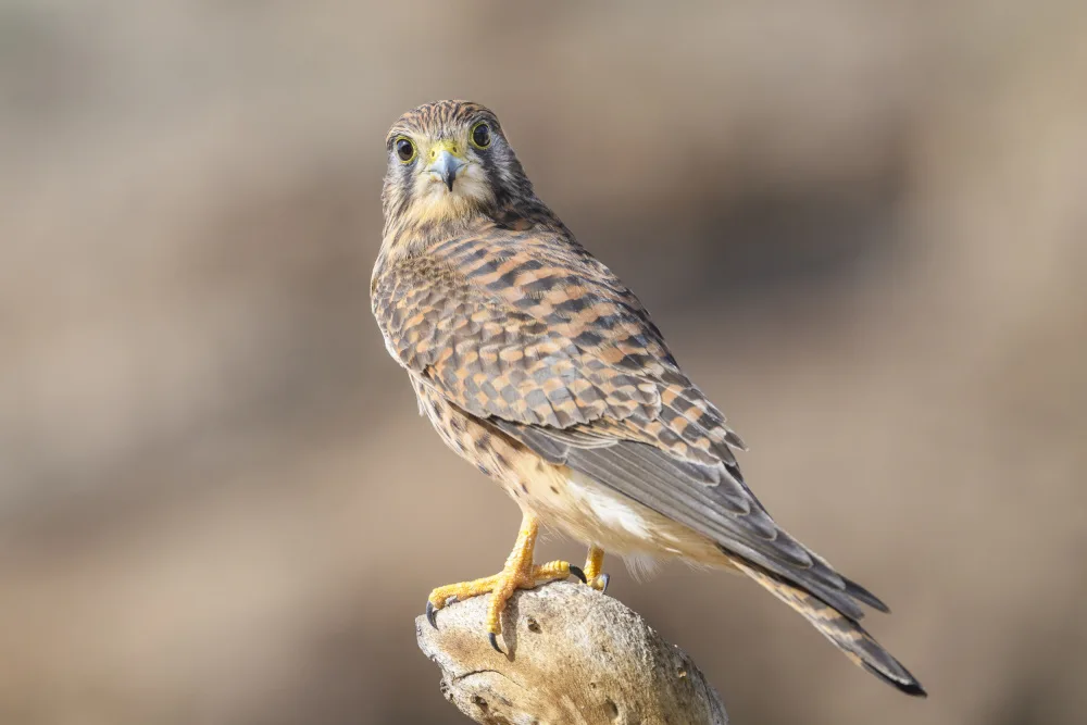 Rayco: Falco tinnunculus canariensis