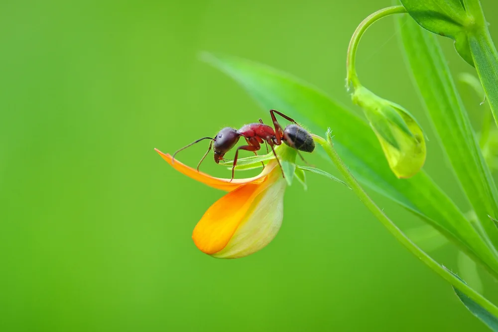 Öztürk, Mustafa: ANT