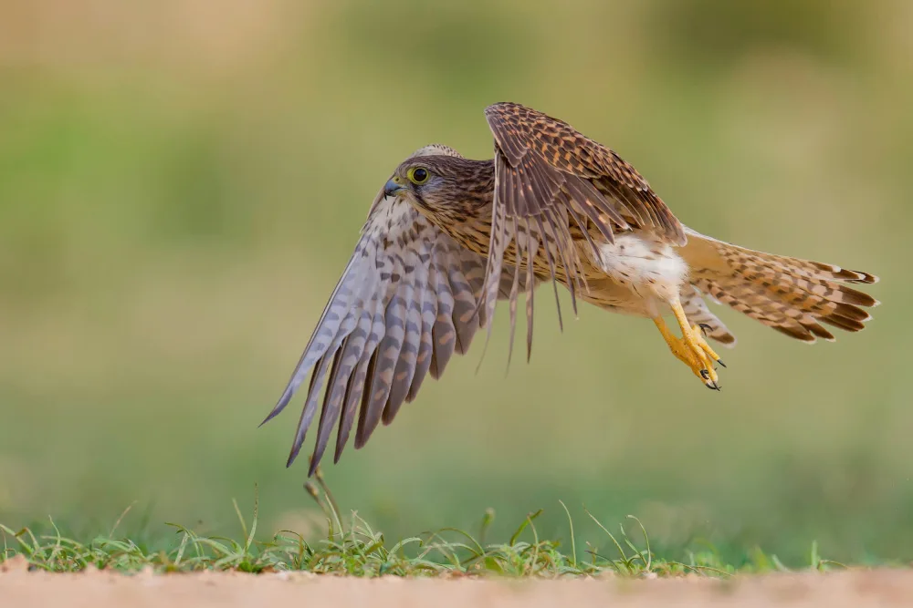 Manusevich, David: Common kestrel
