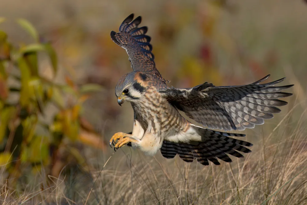 Lam, Gavin: American Kestrel