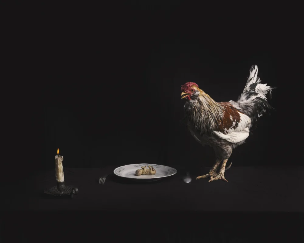 Sedaghi, Hooman: Sin Título