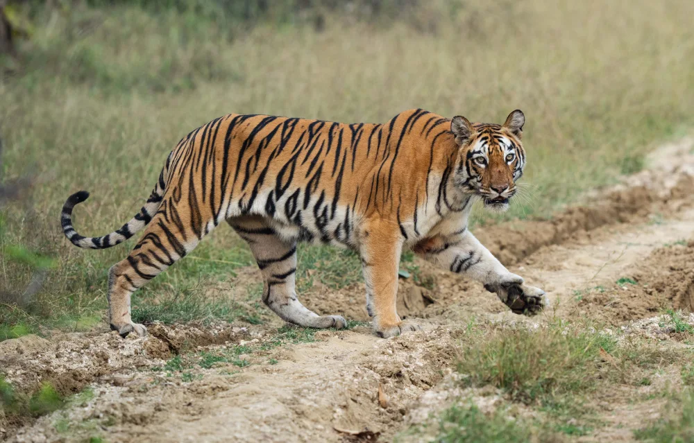 Nagpal, Manish: On the move