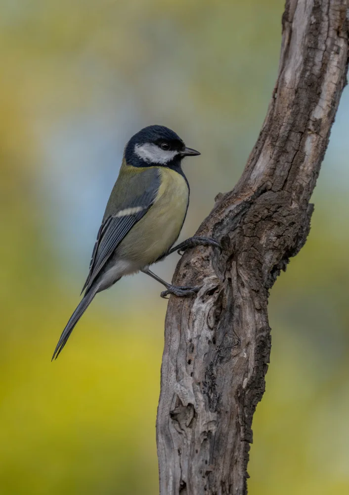Tortajada, Ezequiel: Great Tit (Parus major)
