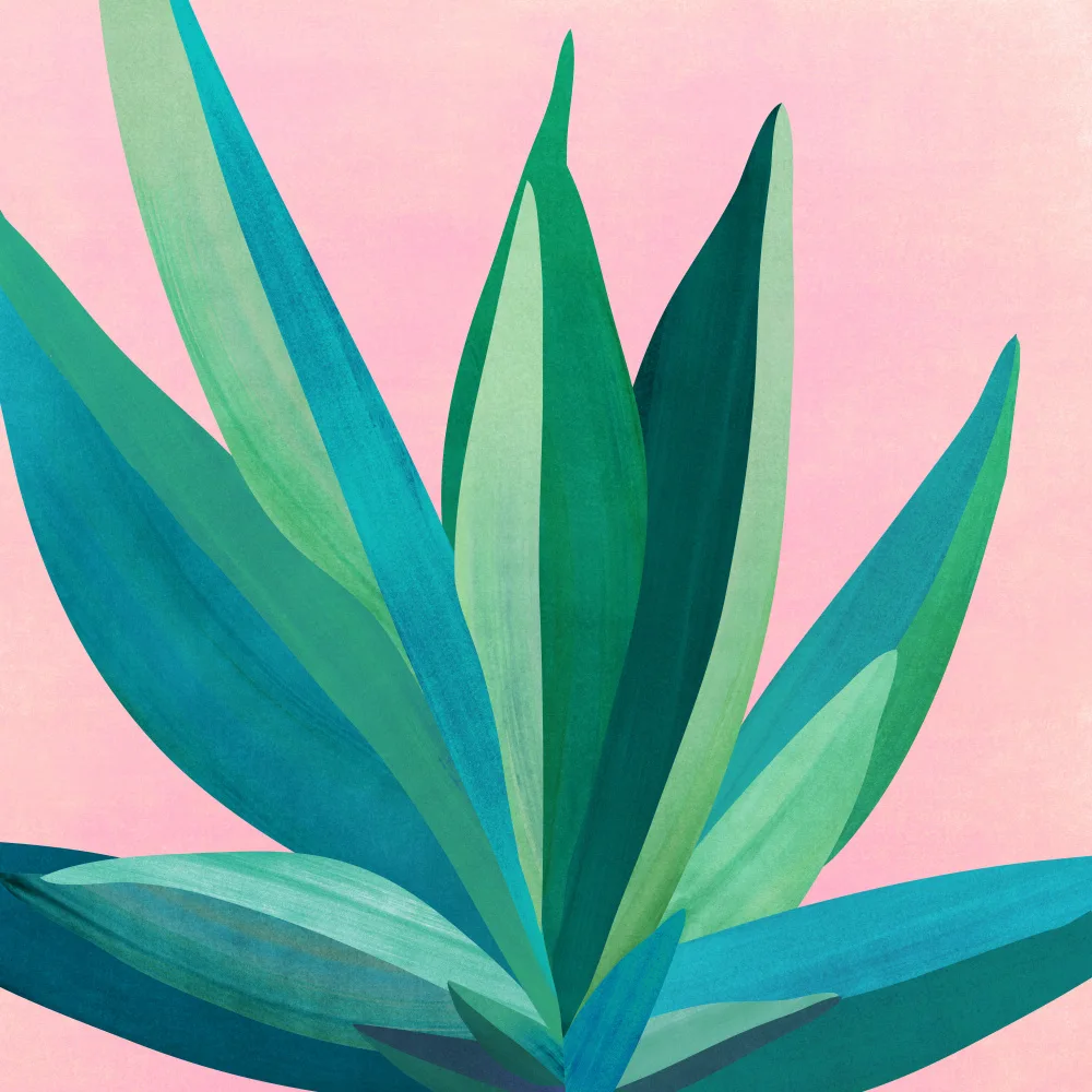 Gallagher, Kristian: Colorful Agave 4