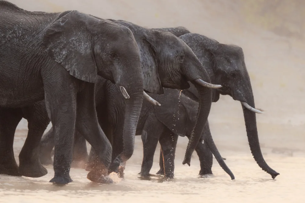 Steenkamp, Etienne: Giants at the water