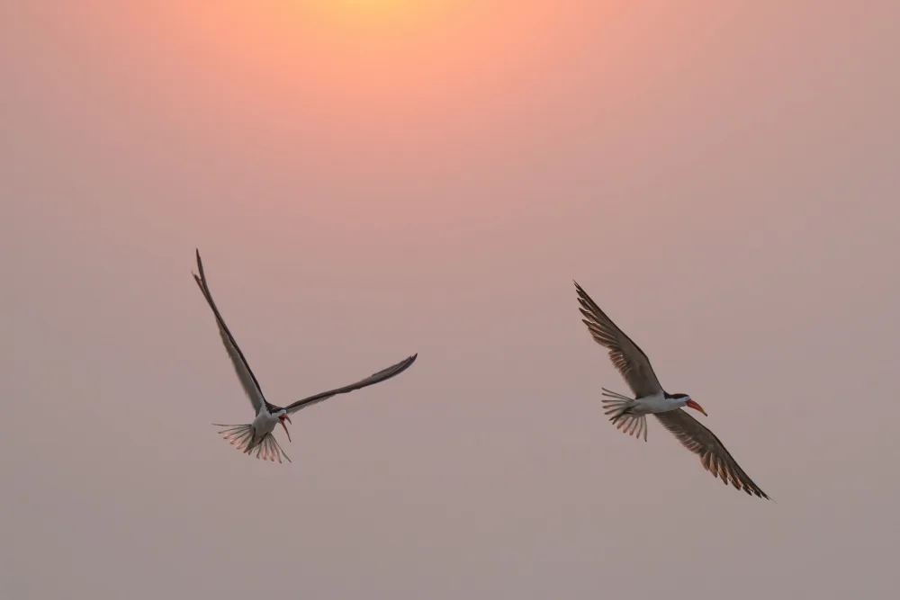 Steenkamp, Etienne: Skimmers at Sunset