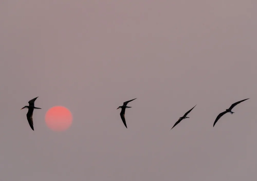 Steenkamp, Etienne: Skimmers against the Sun