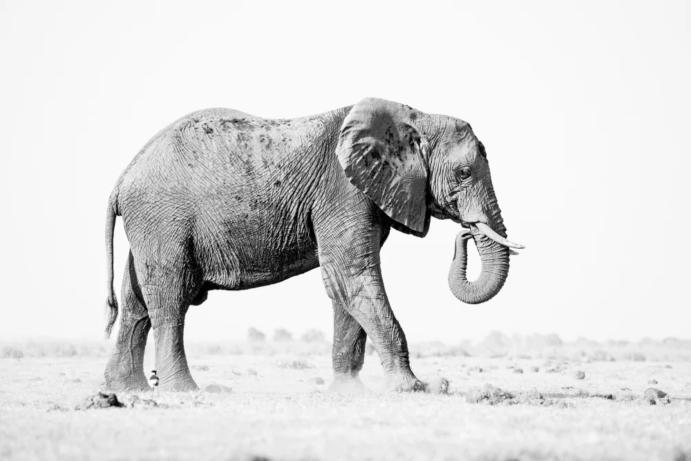 Steenkamp, Etienne: Elephant in High Key