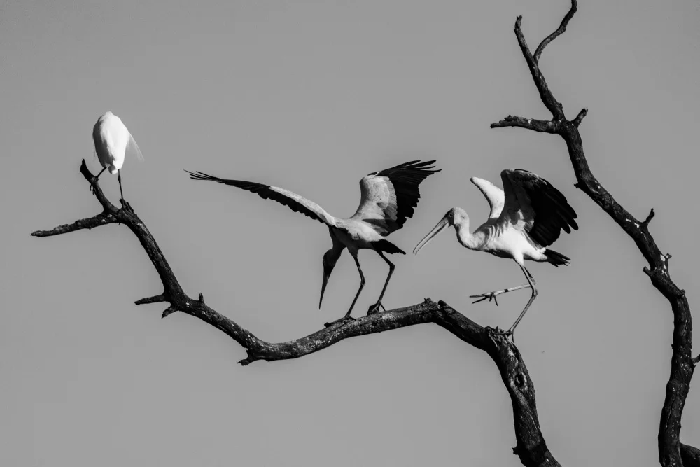 Steenkamp, Etienne: Dancing on a tree