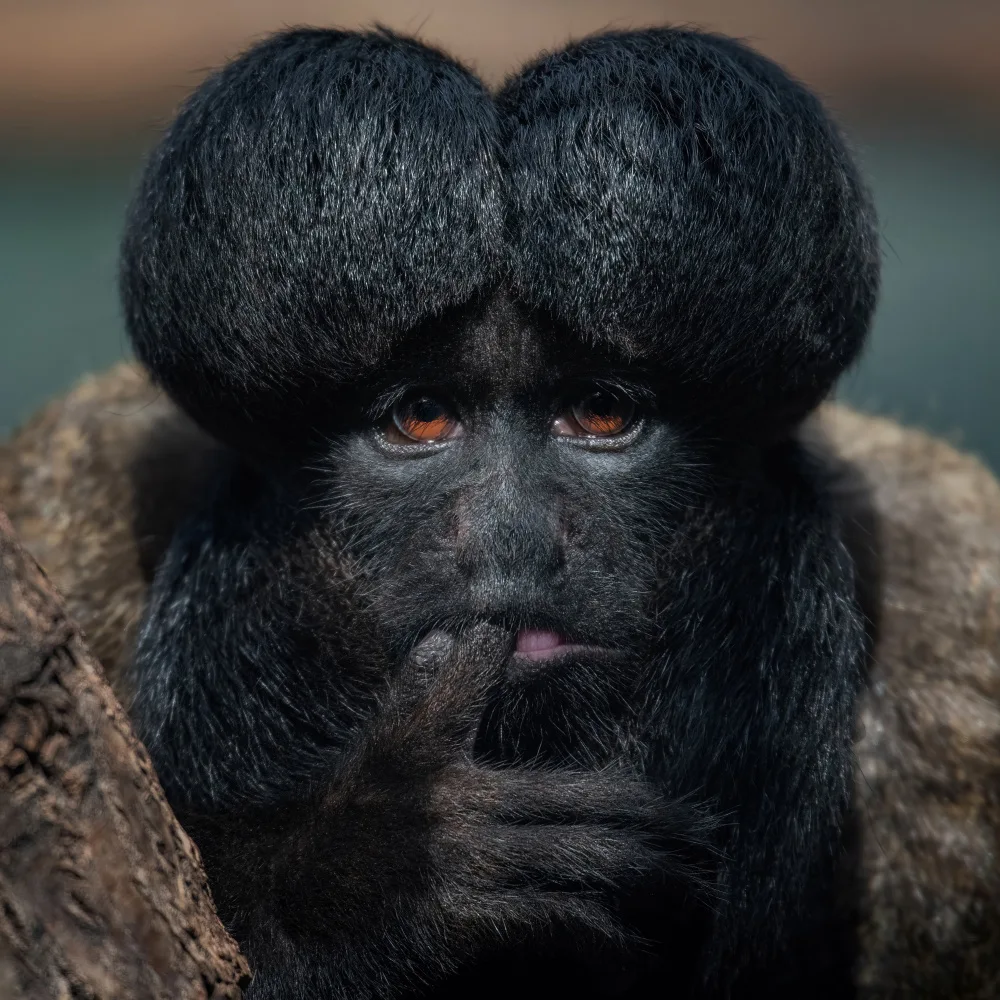 Guillemot, Mathilde: Red-backed Bearded Saki Portrait - Chiropotes chiropotes