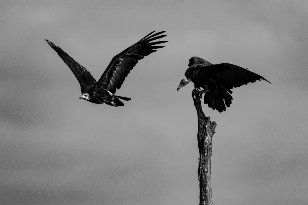 Steenkamp, Etienne: Vultures arriving