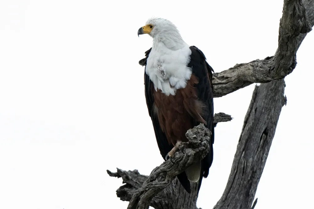 Steenkamp, Etienne: African Fish Eagle