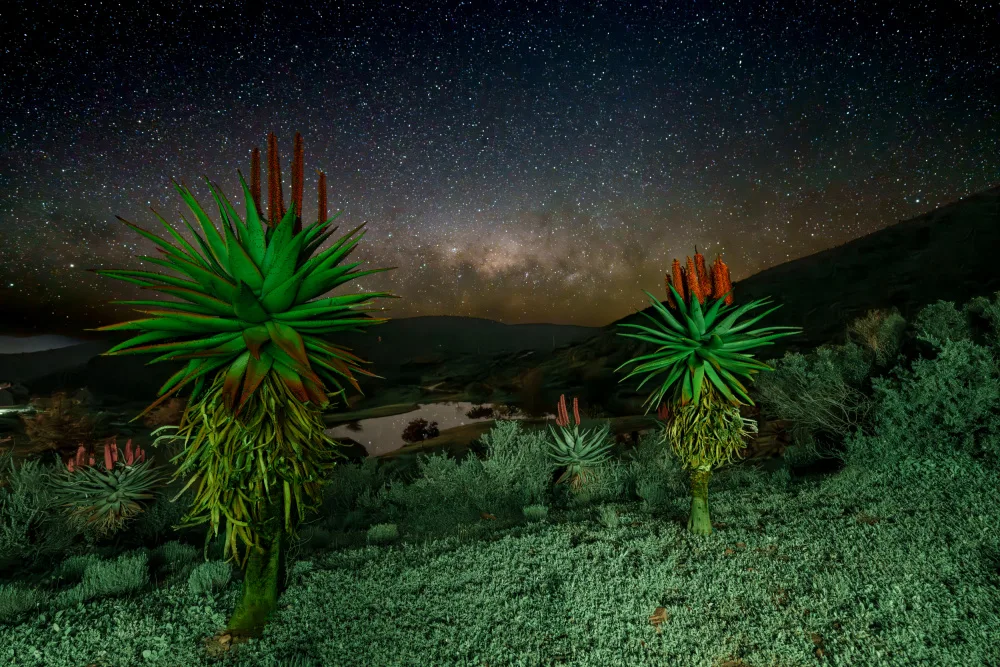 Steenkamp, Etienne: Aloes under the stars