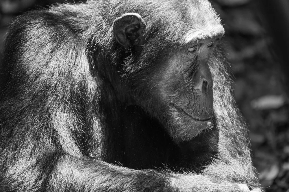 Steenkamp, Etienne: Deep thought